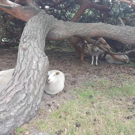 Σπίτι διακοπών 5 Person In Graested-by Traum *